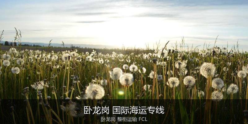 海运拼箱与整柜运输优劣对比